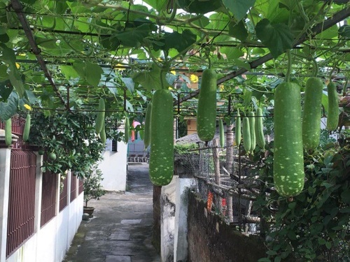 Ông bố Phú Thọ làm vườn sân thượng theo bí quyết riêng, rau quả xanh tốt quanh năm - 1 - kythuatcanhtac.com
