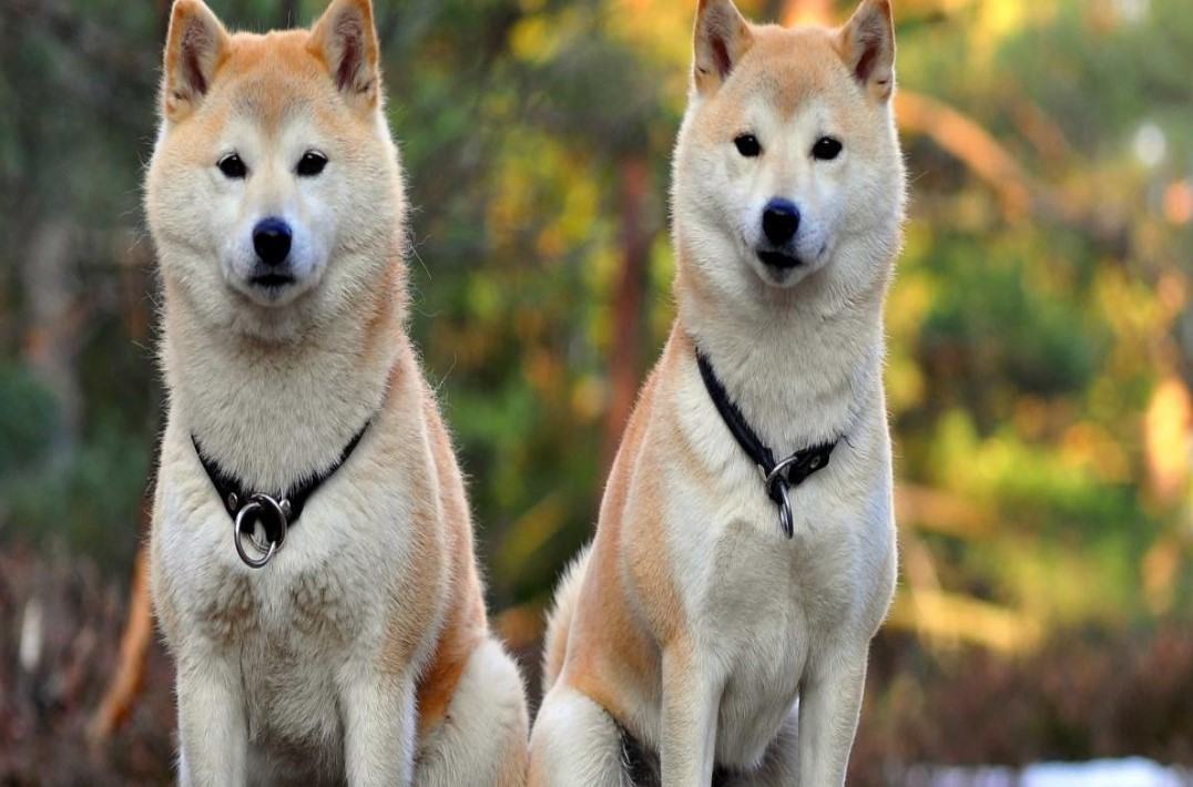 Chó akita - Nguồn gốc, đặc điểm và những lưu ý khi mua chó Akita 20 - kythuatcanhtac.com