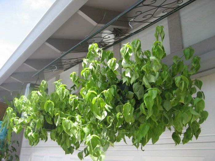 cách trồng cây lá cẩm - kythuatcanhtac.com