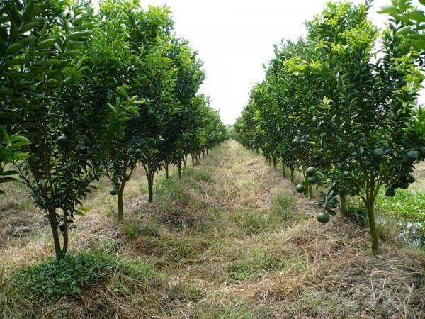 Kỹ thuật trồng cây cam xoàn cho năng suất cao - kythuatcanhtac.com