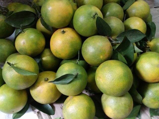 Kỹ thuật trồng cây cam xoàn cho năng suất cao - kythuatcanhtac.com