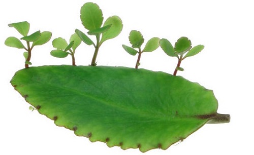 Giâm lá cũng là 1 cách để trồng cây sống đời - kythuatcanhtac.com