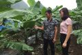 Kỹ thuật trồng chuối tiee hồng - kythuatcanhtac.com