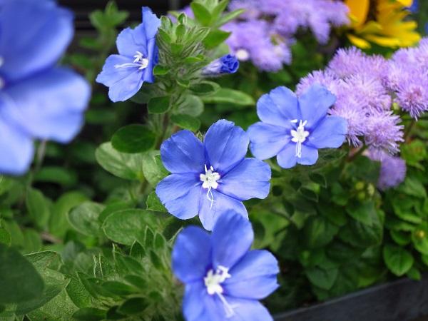 Hoa Thanh Tú - Đặc điểm, ý nghĩa và cách trồng cho hoa nở tuyệt đẹp - 1 - kythuatcanhtac.com