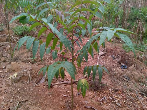 cách trồng cây xoang đào - kythuatcanhtac.com
