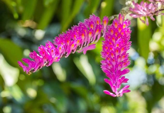 Hoa lan báo hỷ - Loài hoa có sắc đẹp rực rỡ và hương thơn cuốn hút 20 - kythuatcanhtac.com