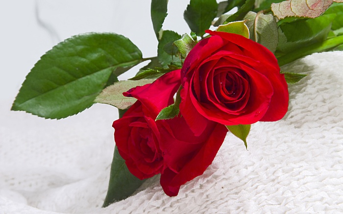 Dùng hoa hồng tươi để hết bị mất ngủ - kythuatcanhtac.com