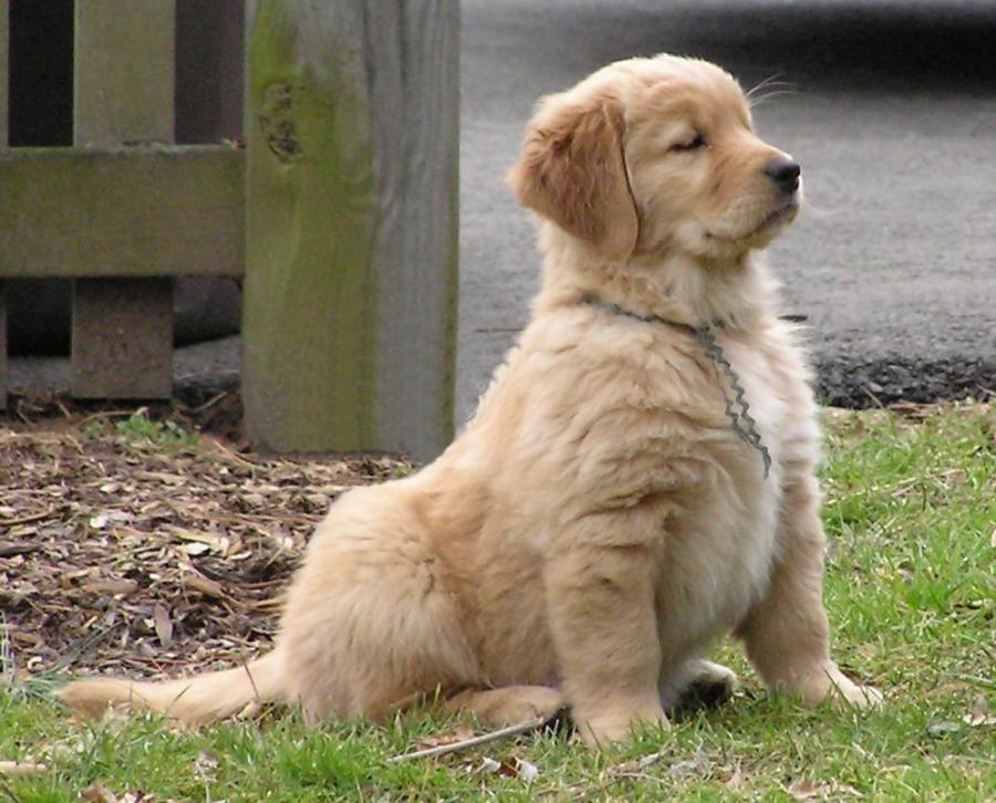 Chó Golden con đang ngồi trên bãi cỏ - kythuatcanhtac.com