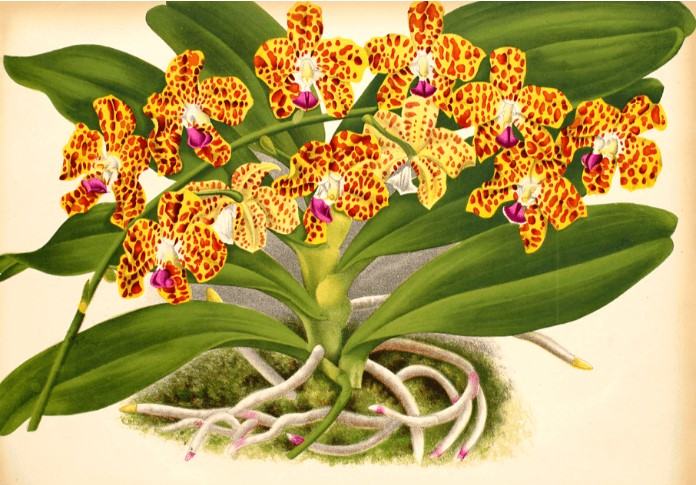 Hoa lan cẩm báo - Nguồn gốc, đặc điểm, cách trồng và chăm sóc hoa lan cẩm báo 11 - kythuatcanhtac.com