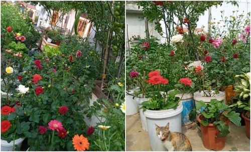 Mẹ Hải Phòng làm ròng rọc tời đất lên sân thượng trồng cà chua, quả kết từng chùm trĩu giàn - 22 - kythuatcanhtac.com
