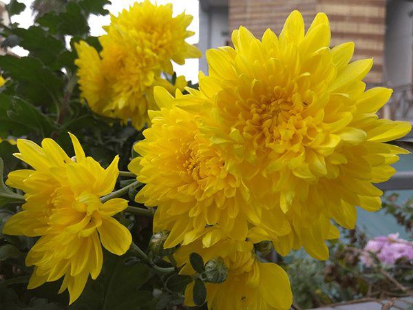 6 loại hoa nên đặt lên bàn thờ Tết Đoan Ngọ, mang ý nghĩa may mắn bình an - 3 - kythuatcanhtac.com