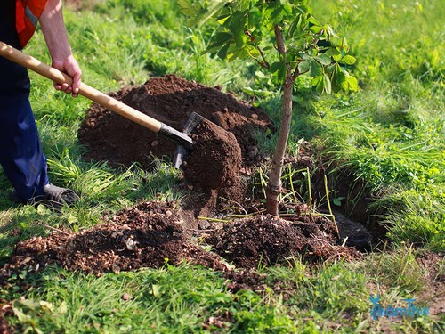 6 Lời khuyên khi trồng cây mới giúp cây có một khởi đầu tốt - kythuatcanhtac.com