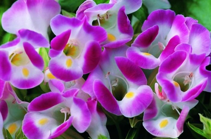 Hoa Tô liên hay còn gọi là hoa Mắt nai - kythuatcanhtac.com