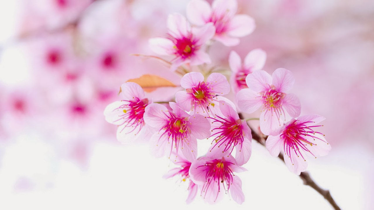 Da rạng ngời như hoa mùa xuân - cách làm đẹp da bằng hoa đào - kythuatcanhtac.com