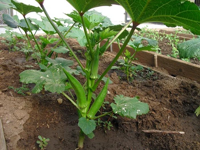 Cách trồng cây đậu bắp tại nhà  - kythuatcanhtac.com
