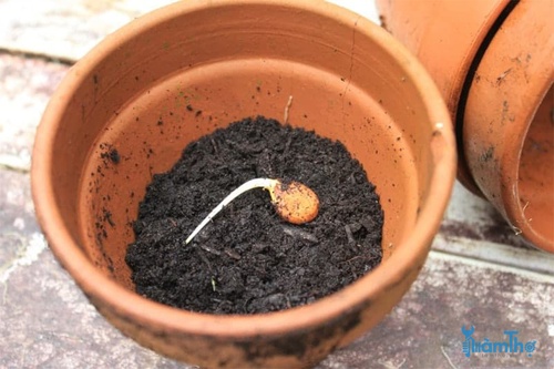 Cách trồng đào bằng hạt để cây đậu quả thành công - kythuatcanhtac.com
