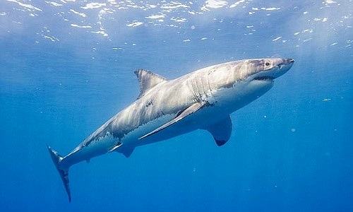 Cá mập trắng - kythuatcanhtac.com