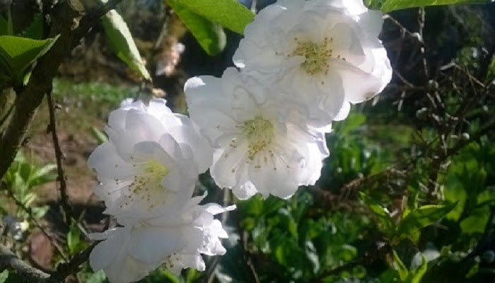 Hoa Đào ngày Tết: Sự tích, ý nghĩa và cách chăm sóc cho hoa nở đẹp - 6 - kythuatcanhtac.com