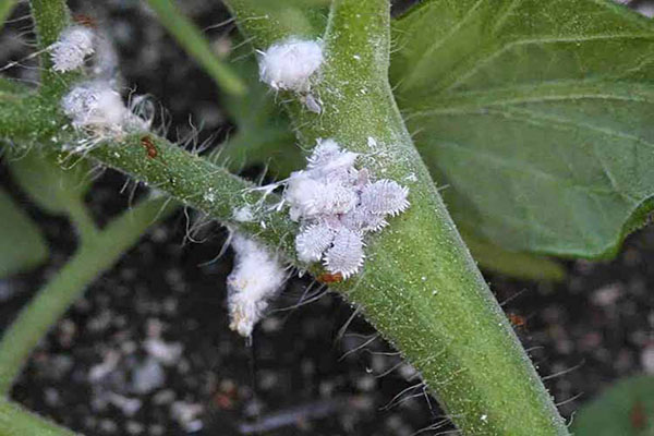 Bệnh phấn trắng trên cây cà chua thân gỗ - kythuatcanhtac.com