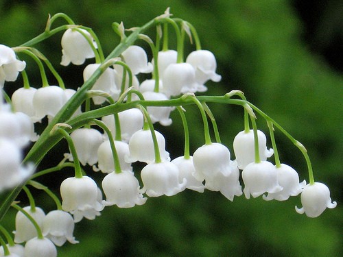 Hoa chuông trắng tình yêu - kythuatcanhtac.com