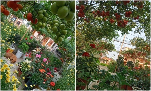 Mẹ Hải Phòng làm ròng rọc tời đất lên sân thượng trồng cà chua, quả kết từng chùm trĩu giàn - 17 - kythuatcanhtac.com