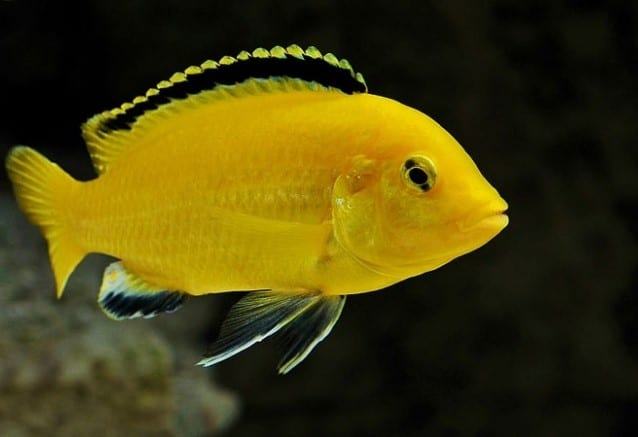 Cá ali vàng, hoàng tử phi - kỹ thuật nuôi cá ali vàng đúng cách 6 - kythuatcanhtac.com