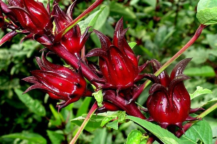 cách trồng cây atiso đỏ - kythuatcanhtac.com