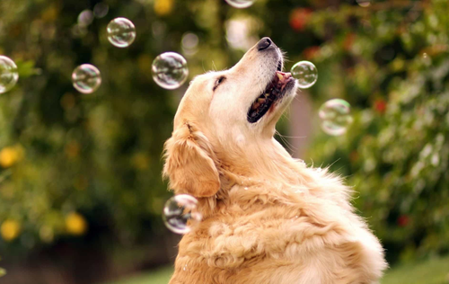 Chó golden Retriever - Những thông tin cơ bản liên quan đến chó golden Retriever 20 - kythuatcanhtac.com