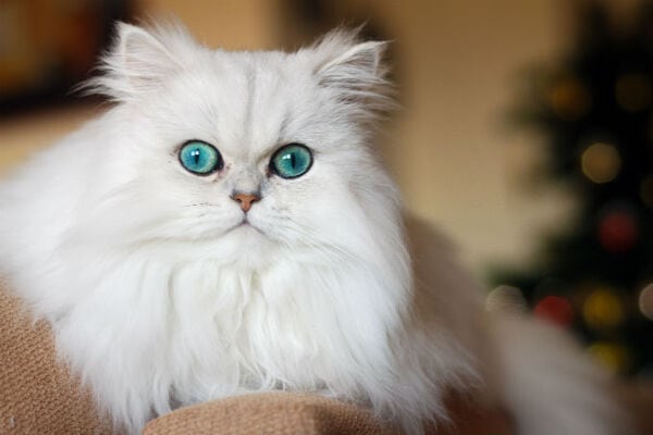 Mèo Ba Tư - Đặc điểm, giá bán, cách nuôi và chăm sóc tốt nhất - 4 - kythuatcanhtac.com