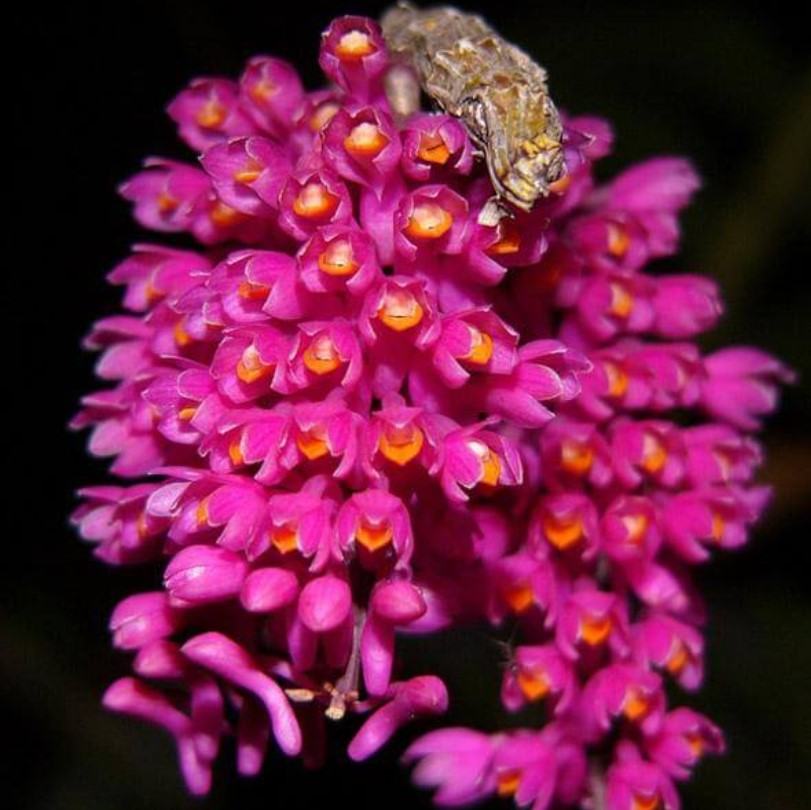 Hoa lan báo hỷ - Loài hoa có sắc đẹp rực rỡ và hương thơn cuốn hút 12 - kythuatcanhtac.com