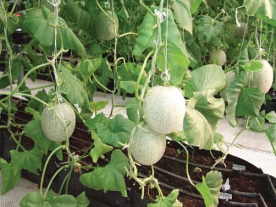 Cách trồng dưa lê trong nhà màng - kythuatcanhtac.com
