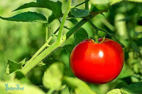 3 vấn đề phổ biến nhất của cây cà chua và cách phòng ngừa - kythuatcanhtac.com