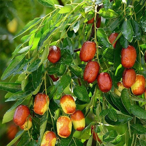 Cây táo tàu trồng ở Việt Nam - kythuatcanhtac.com