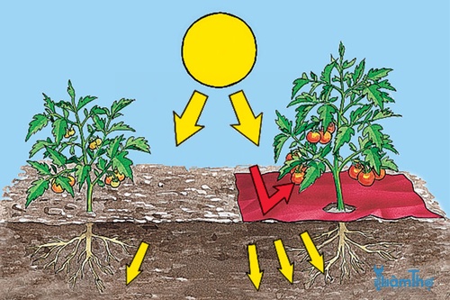 Mẹo tiết kiệm thời gian để trồng cà chua nhanh chóng - kythuatcanhtac.com