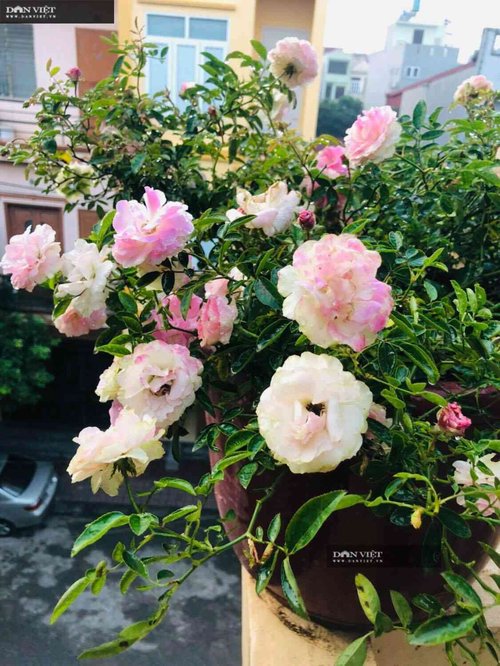 Ngôi nhà ngát hương từ 200 chậu hoa hồng của mẹ đảm Hưng Yên - 11 - kythuatcanhtac.com