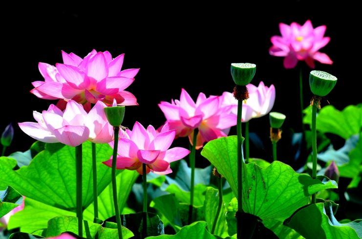 Hoa sen - Nguồn gốc, Ý nghĩa và cách trồng chăm sóc hoa sen 5 - kythuatcanhtac.com