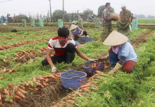 Nông dân thu tiền tỷ từ trồng cà rốt được mùa - kythuatcanhtac.com