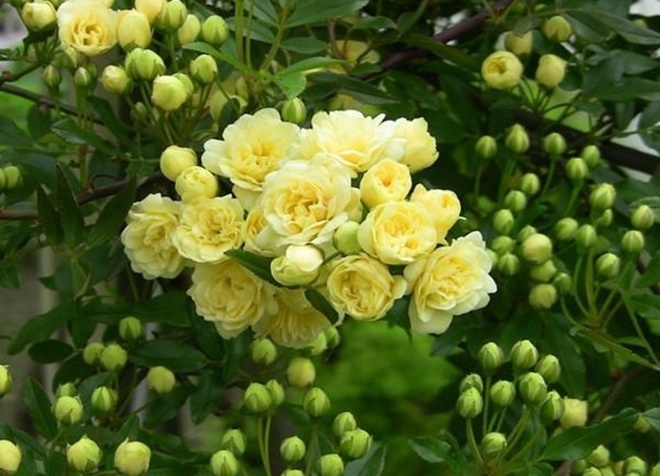 Loại hoa hồng này thích hợp trồng ban công nhất, một bông có thể tỏa hương khắp nhà - 4 - kythuatcanhtac.com