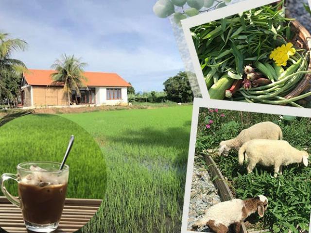 Đôi vợ chồng bỏ Hà Nội về quê trồng rau nuôi gà, ngày ngày cafe không áp lực công việc - kythuatcanhtac.com