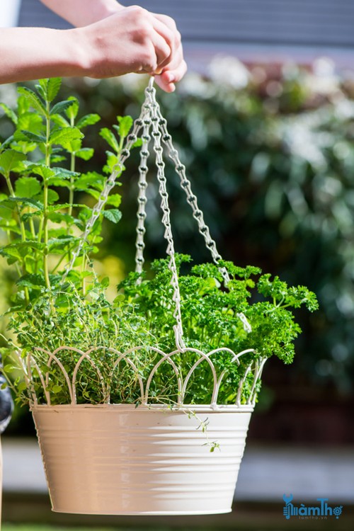 5 loại thảo mộc tuyệt vời để trồng trong giỏ treo đầy nắng - kythuatcanhtac.com