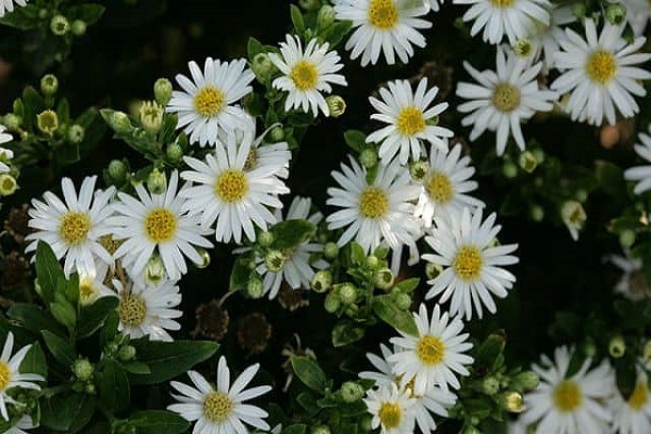 Hoa Thạch Thảo - Đặc điểm, ý nghĩa, cách trồng và cách cắm hoa đẹp - 4 - kythuatcanhtac.com