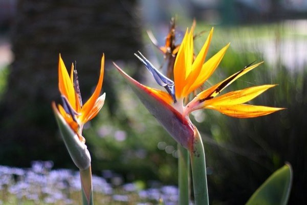 Hoa Thiên Điểu - Sự tích, ý nghĩa và cách cắm hoa đẹp - 3 - kythuatcanhtac.com