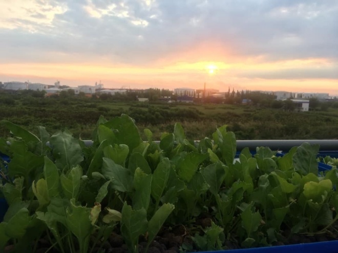 Thầy giáo Sài Gòn trồng rau, nuôi cá trên sân thượng 10m2, vốn 20 triệu giờ ăn không hết - 11 - kythuatcanhtac.com