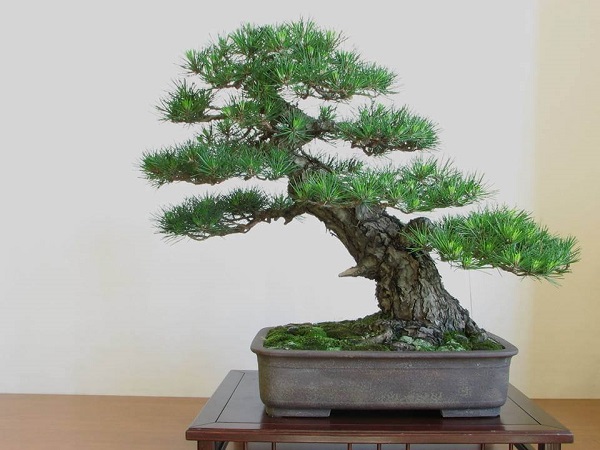10 Cây cảnh bonsai đẹp nhất và cách chăm sóc cây bonsai đúng kỹ thuật - 14 - kythuatcanhtac.com