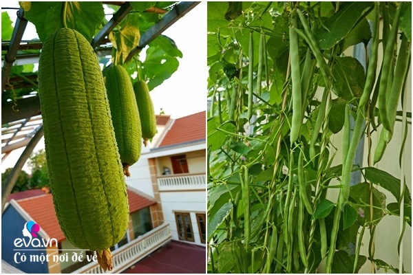 Mẹ Hưng Yên cẩu đất lên sân thượng trồng cà chua, vài tháng sau được cả vườn sai lúc lỉu - 9 - kythuatcanhtac.com