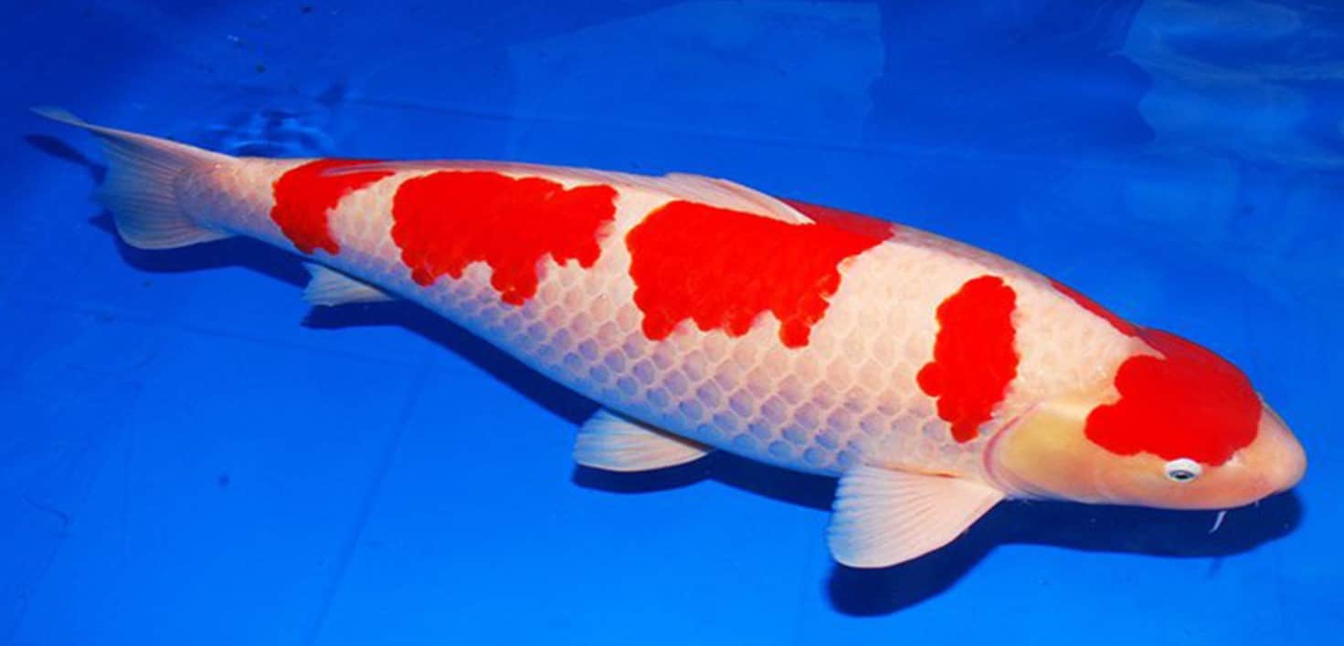 Cá chép koi - Những loại cá chép koi được ưa chuộng 24 - kythuatcanhtac.com