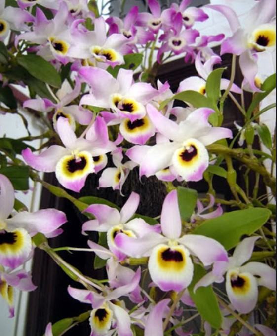 Hoa lan chuỗi ngọc - Loài hoa lan đẹp khiến người nhìn mê mẩn 23 - kythuatcanhtac.com