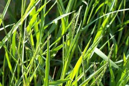 Cỏ chỉ loại cỏ dại thường xuyên gặp và gây hại ở ruộng lúa  - kythuatcanhtac.com
