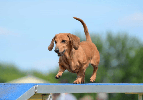 Chó lạp xưởng (Dachshund) - Chăm sóc nuôi dạy chó lạp xưởng A-Z 21 - kythuatcanhtac.com