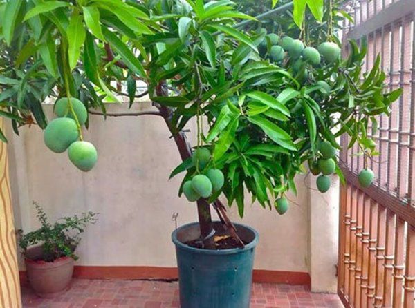 Những loại cây ăn quả trồng trong chậu lớn nhanh như thổi, quả sai trĩu cành - 3 - kythuatcanhtac.com